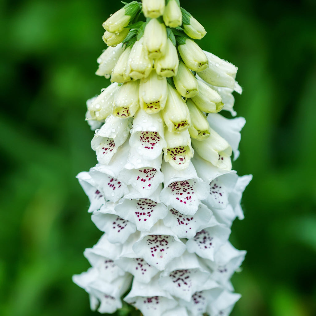 Digitalis purpurea 'Dalmation White' 9cm/3L