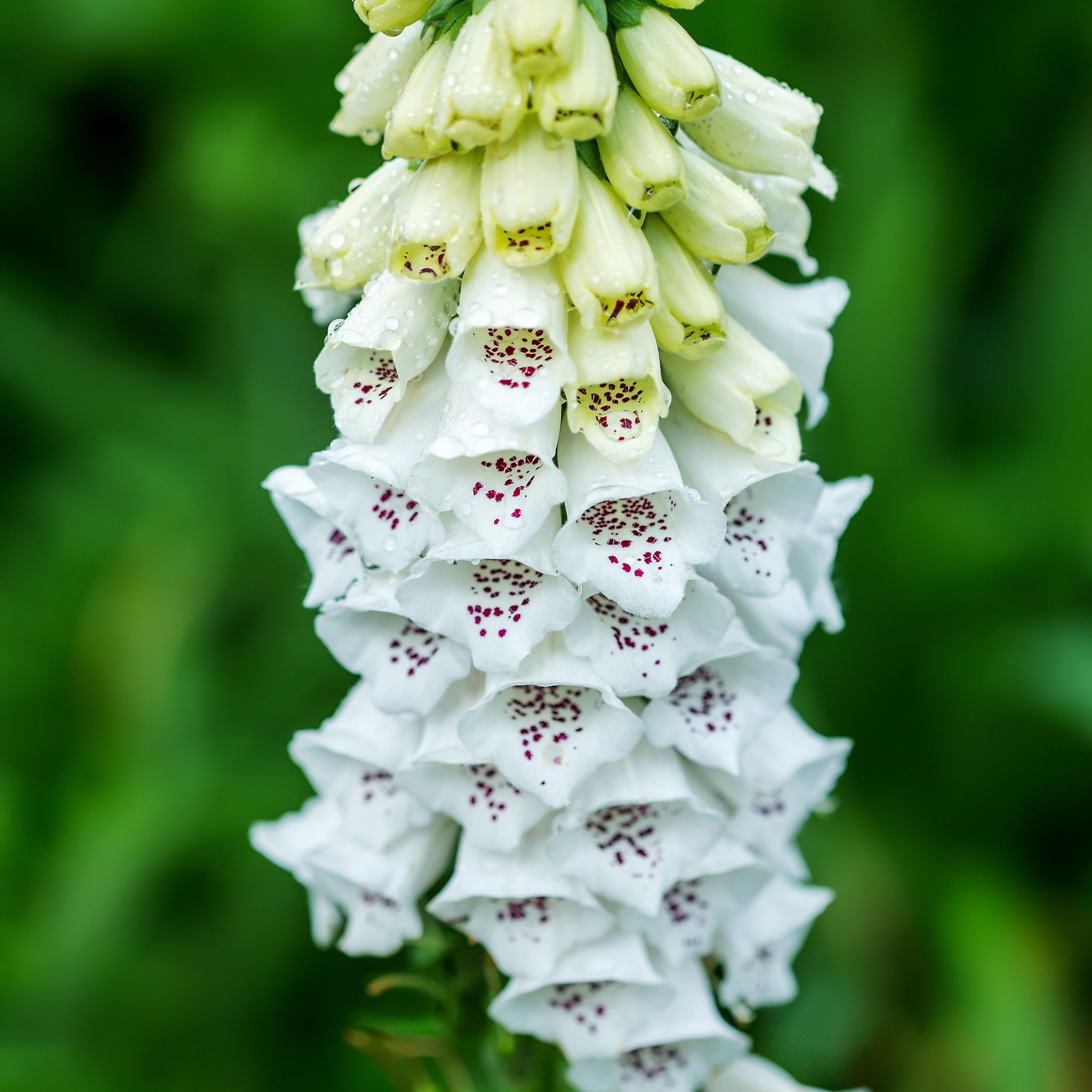 Digitalis purpurea White/Alba 9cm