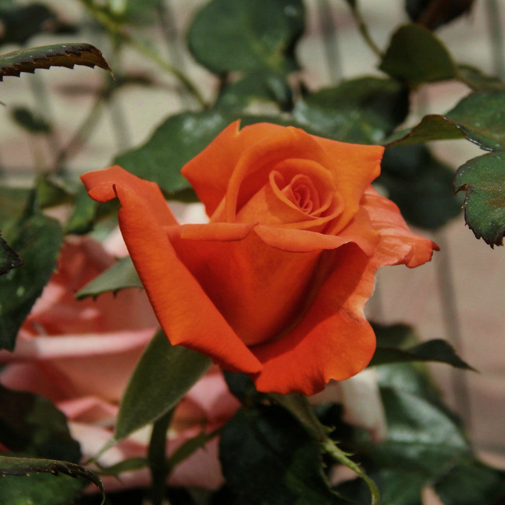 Patio Standard Rose 'Orange' 60-70cm