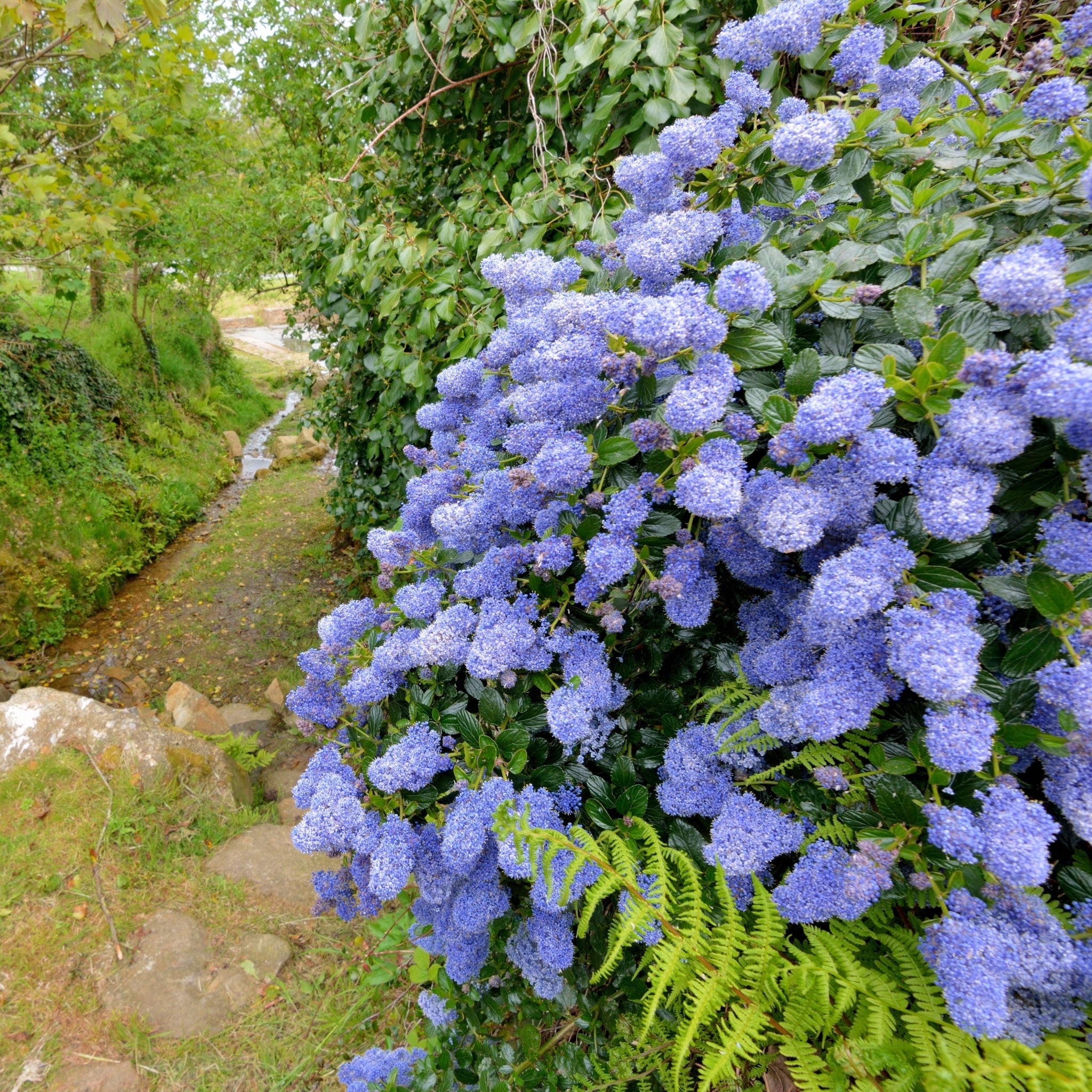 Ceanothus 'Puget Blue' (Californian Lilac) 9cm / 2L