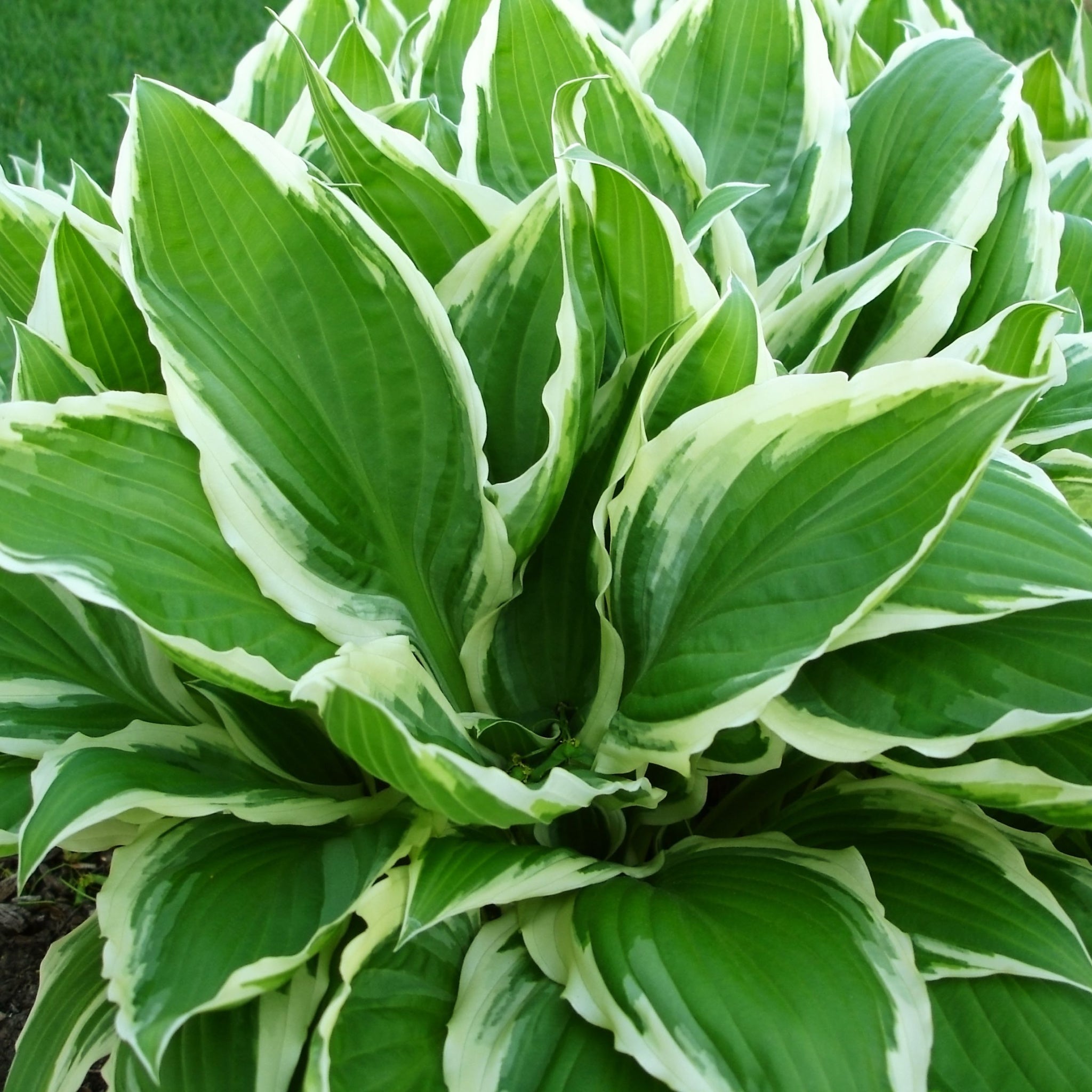 Hosta 'Wide Brim' 9cm/2L