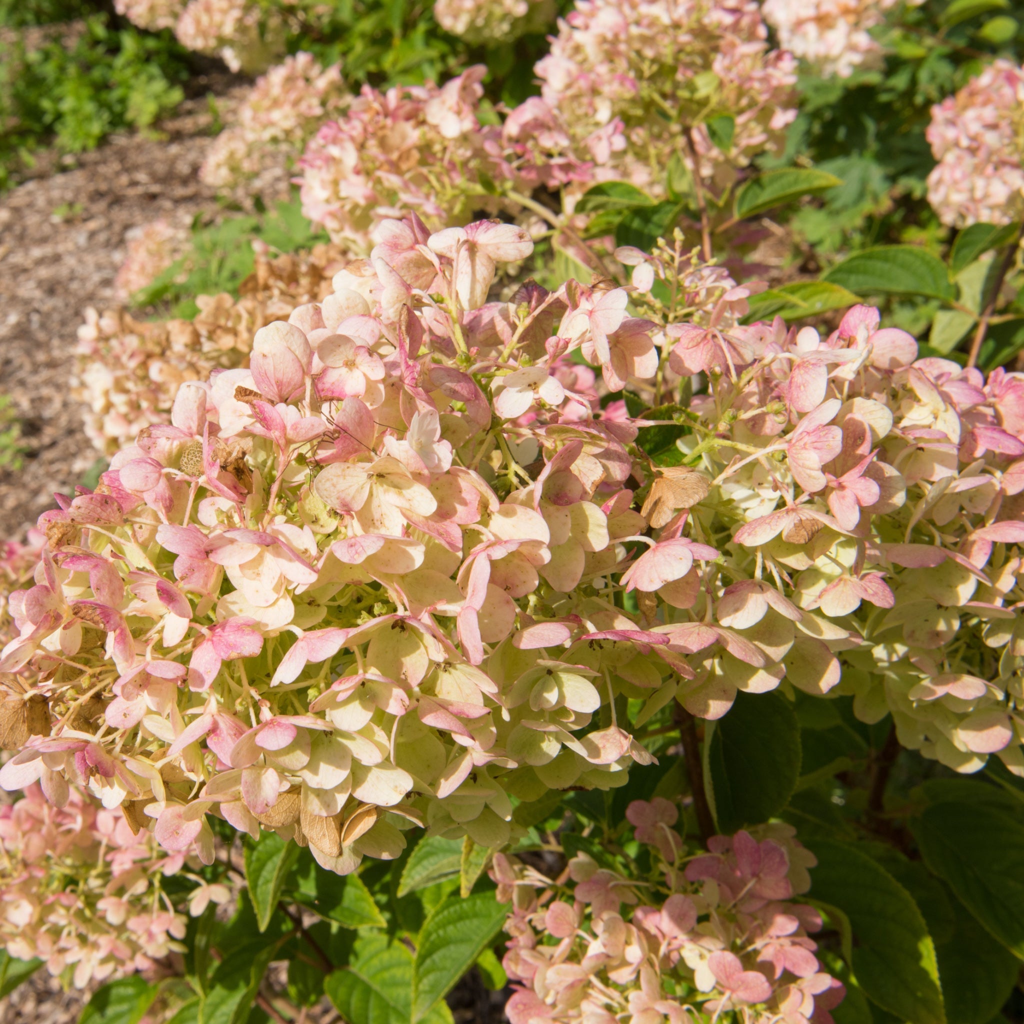 Hydrangea paniculata 'Silver Dollar' 1.5/10L