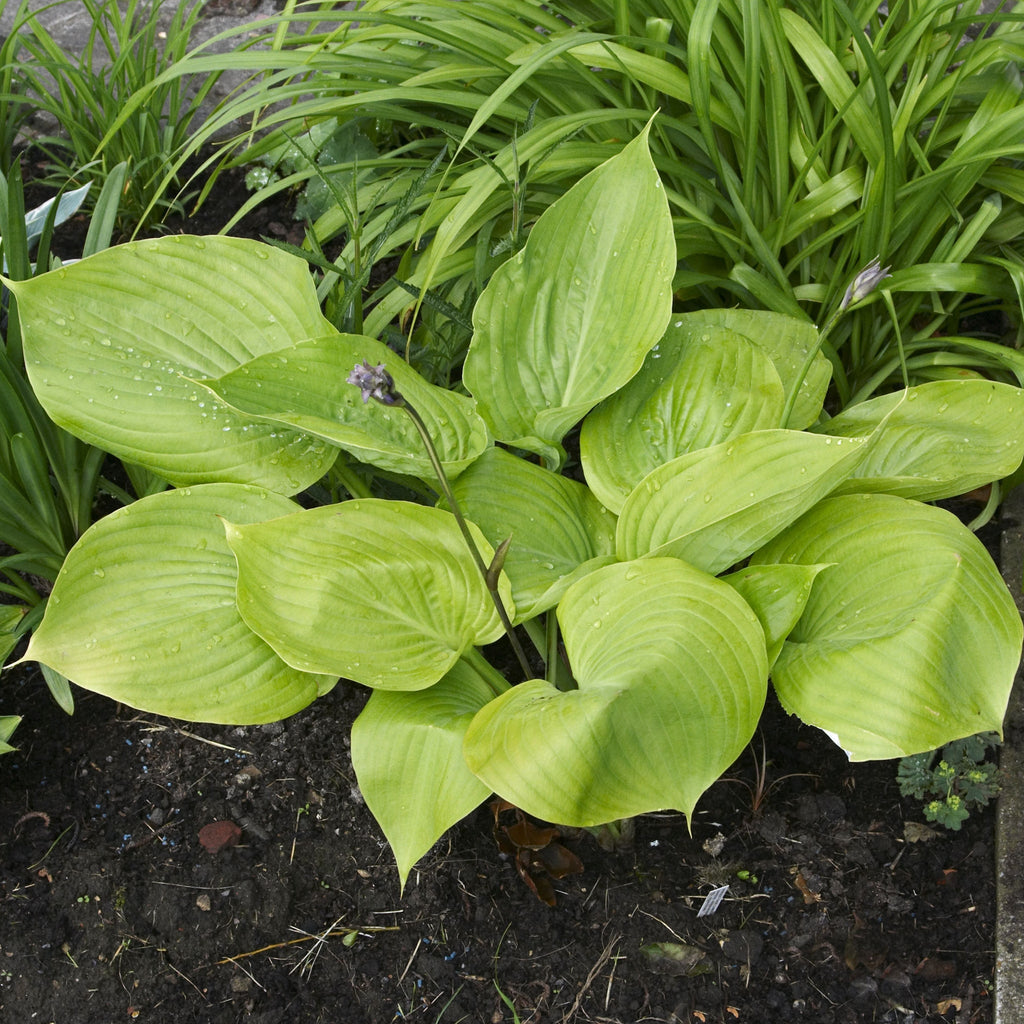 Hosta 'Sum and Substance' 9cm