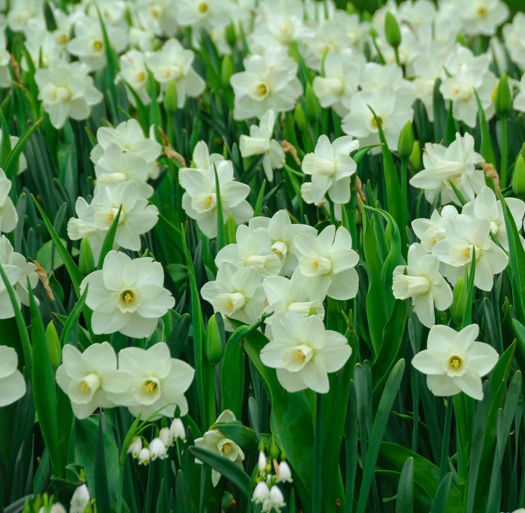Narcissi Scented White Mix | Dwarf White Daffodil Bulbs (8 Bulbs)