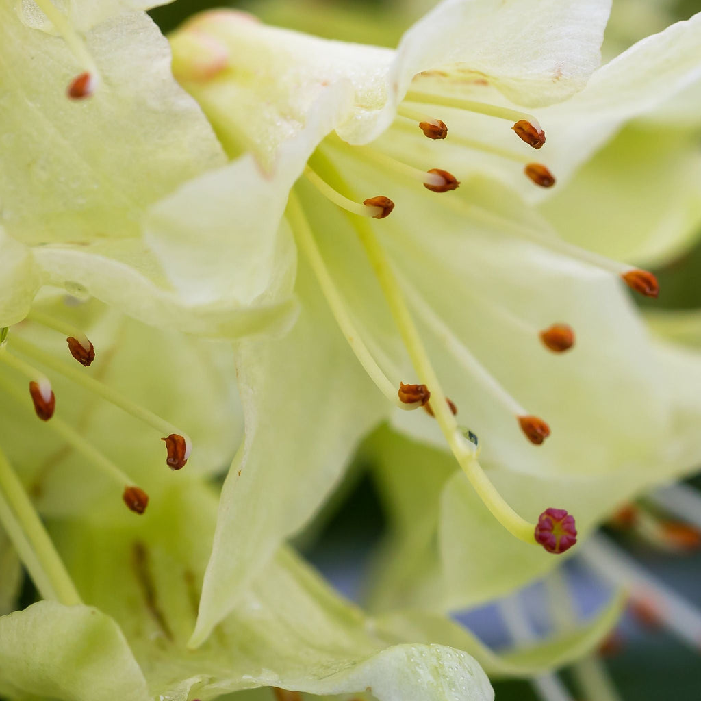 Dwarf Rhododendron 'Wren' 1L