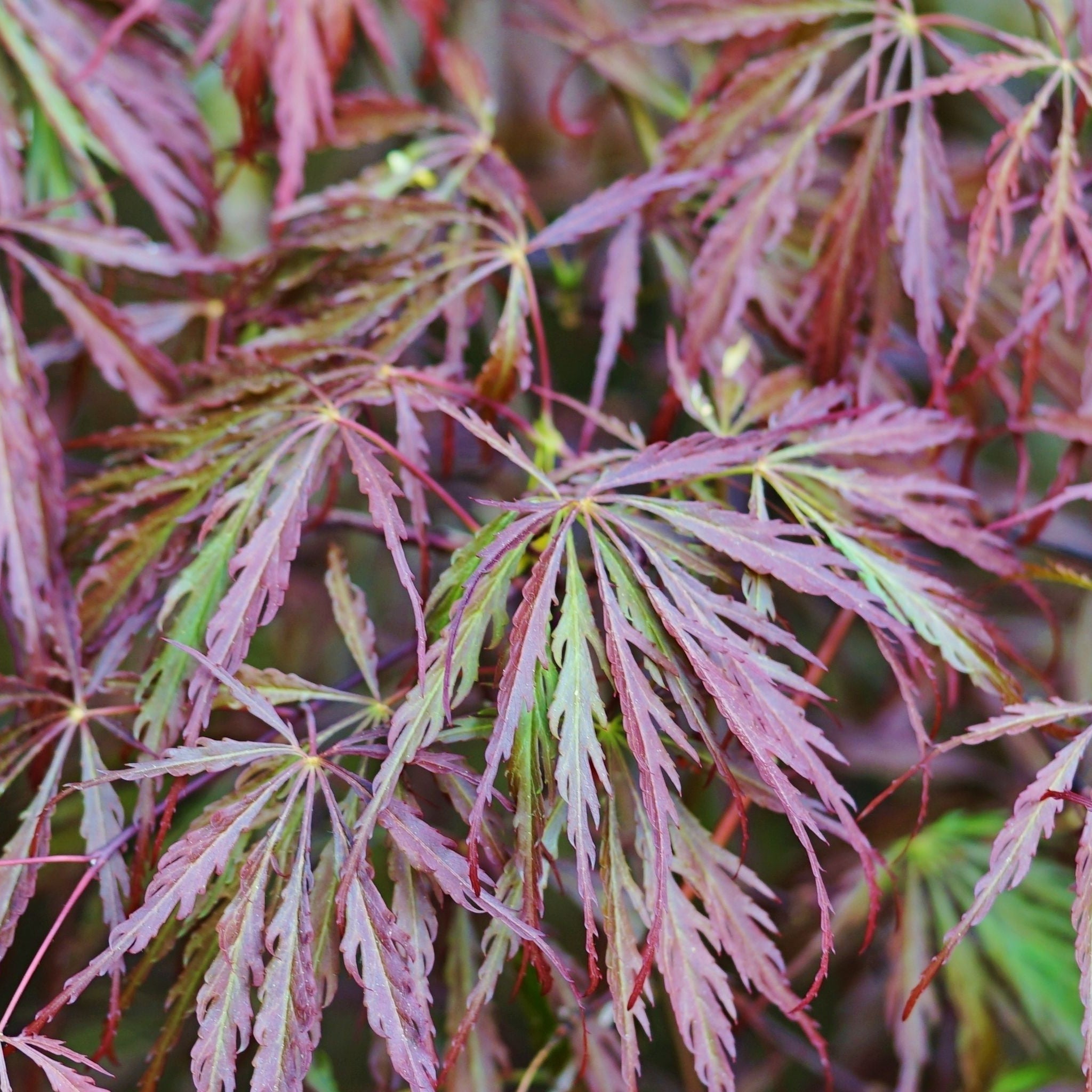 Acer palmatum Garnet 3L / 10L