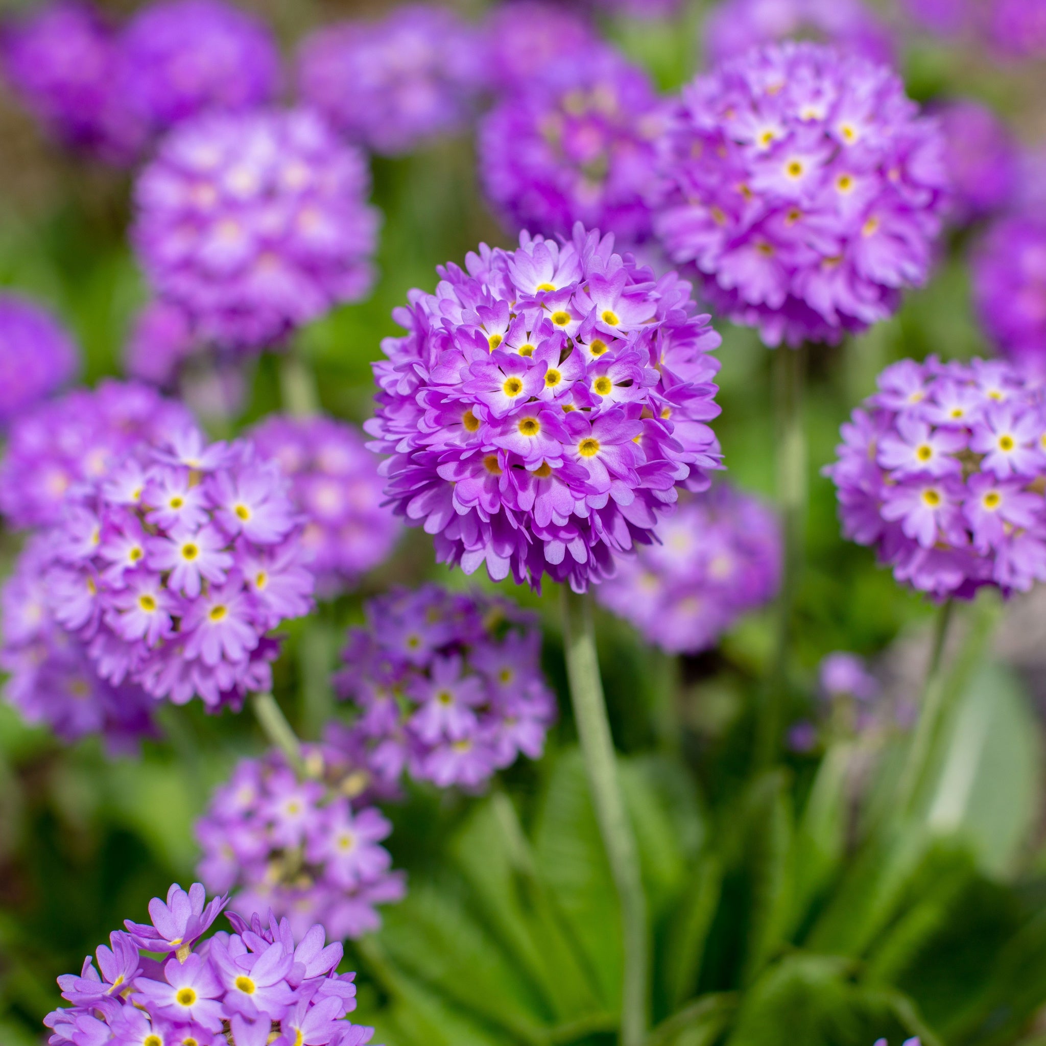 Primula denticulata Lilac (Drumstick Primrose) 9cm/1.5L