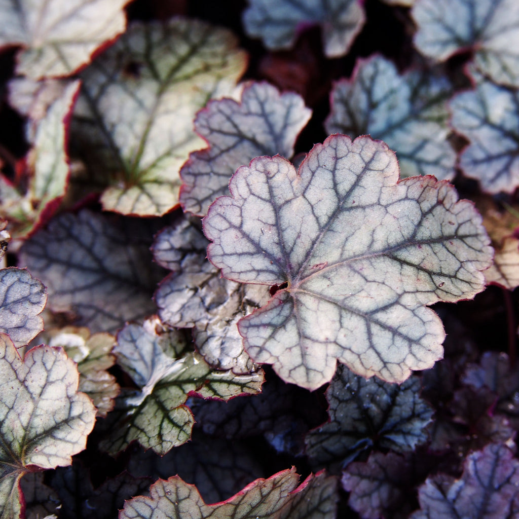 Heuchera 'Silverberry' 2L