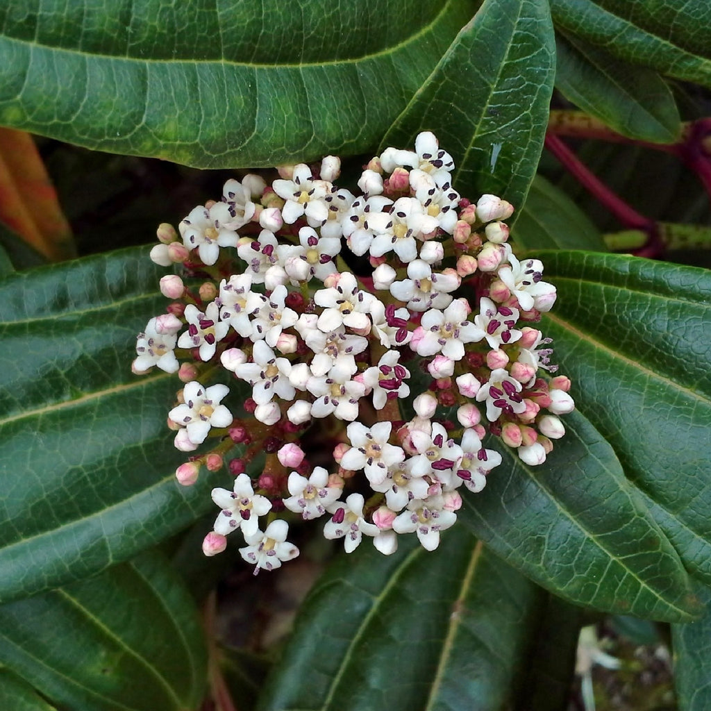 Viburnum davidii 9cm