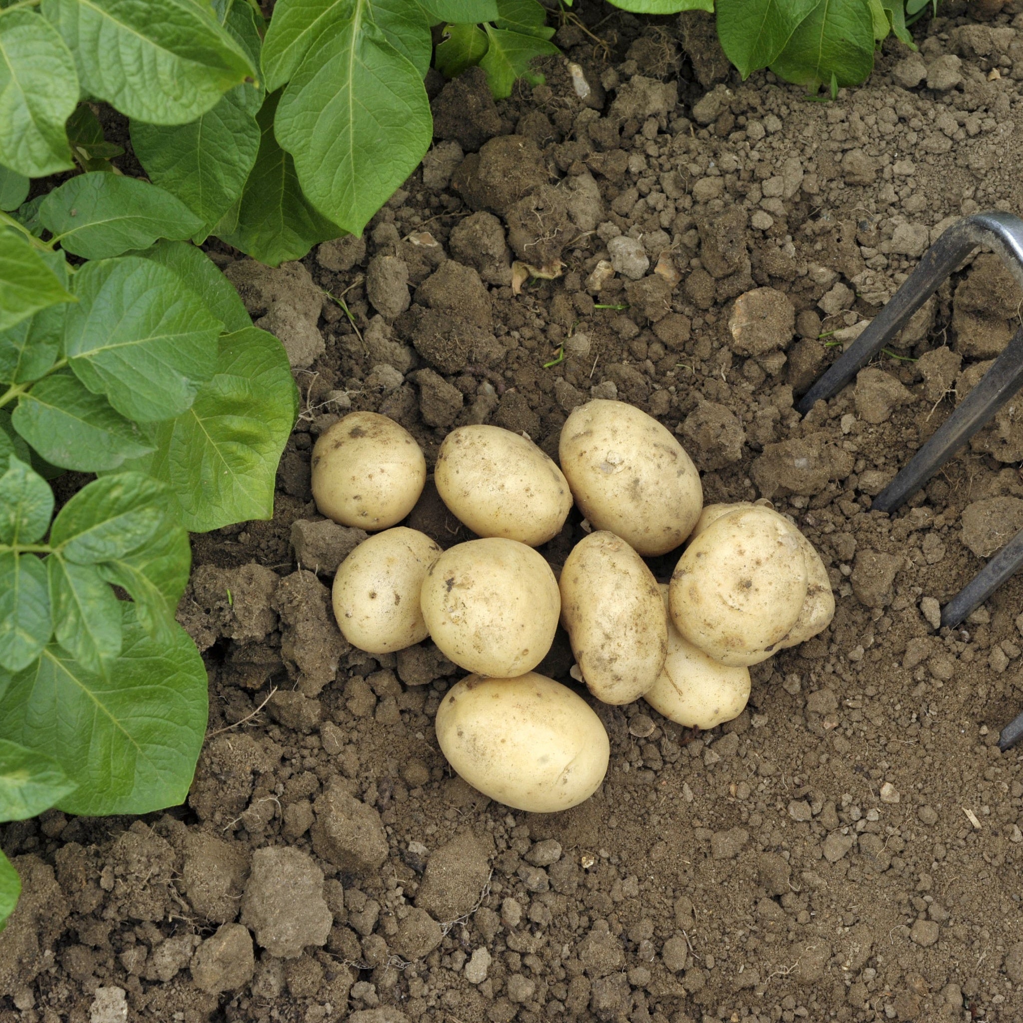 Pentland Javelin Seed Potatoes 2KG