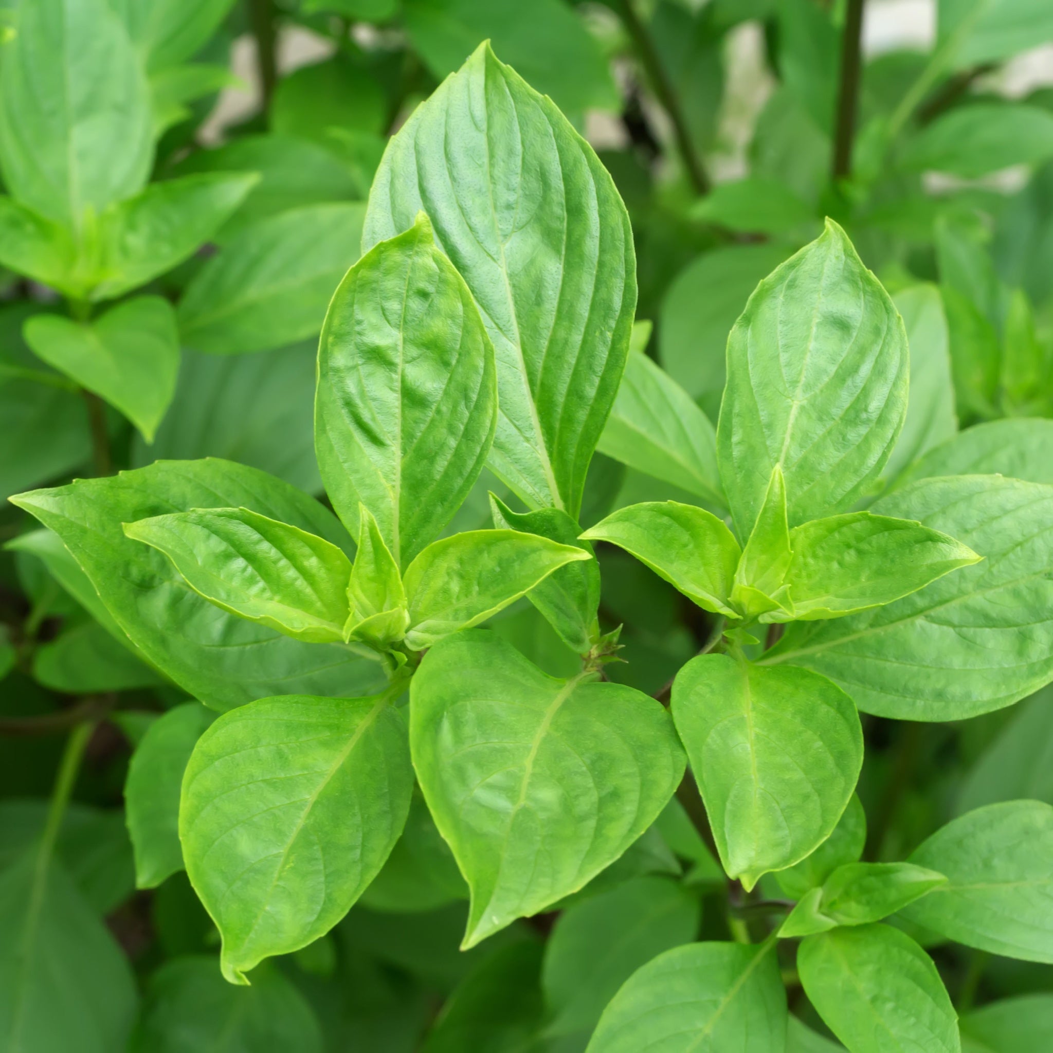 Sweet Basil (Herb) 9cm