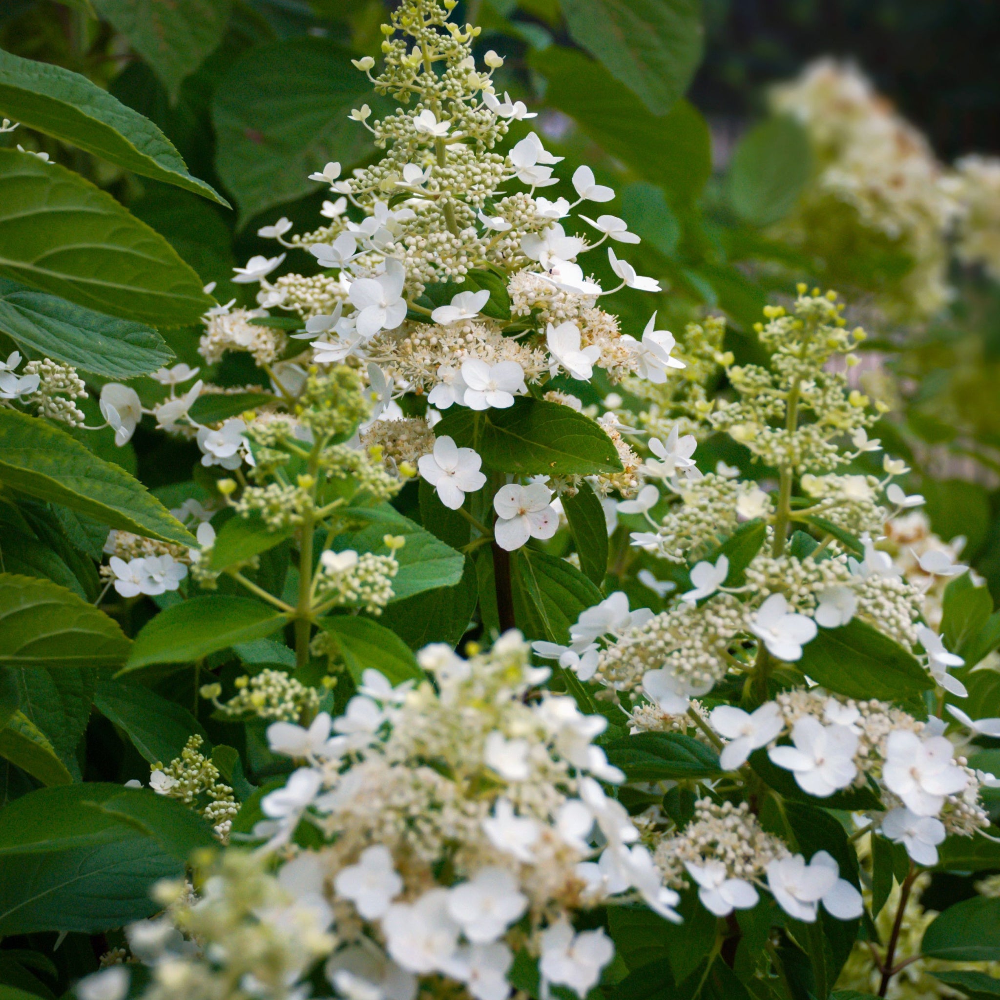 Hydrangea paniculata 'Kyushu' 2/9.5L