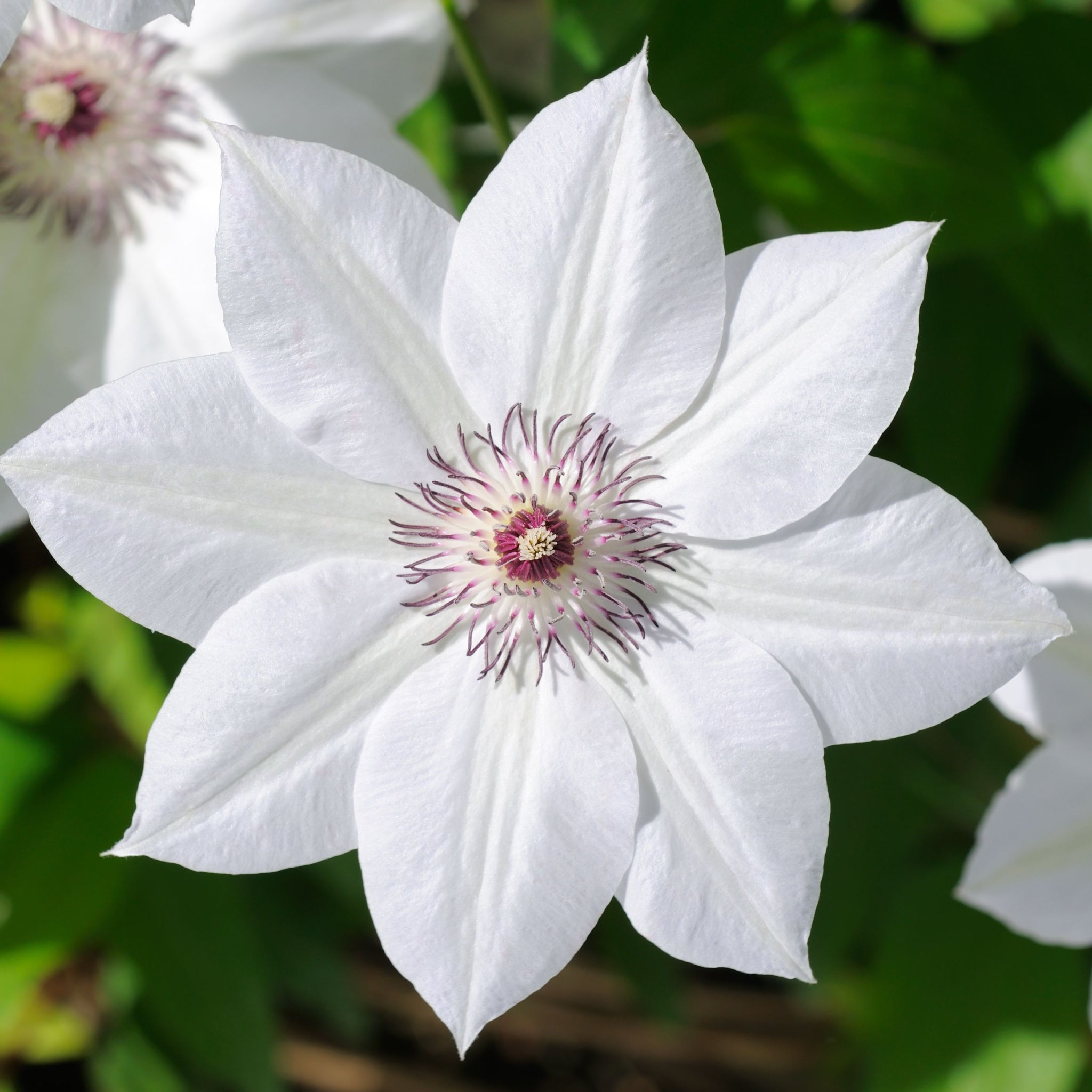 Clematis 'Destiny' 60cm