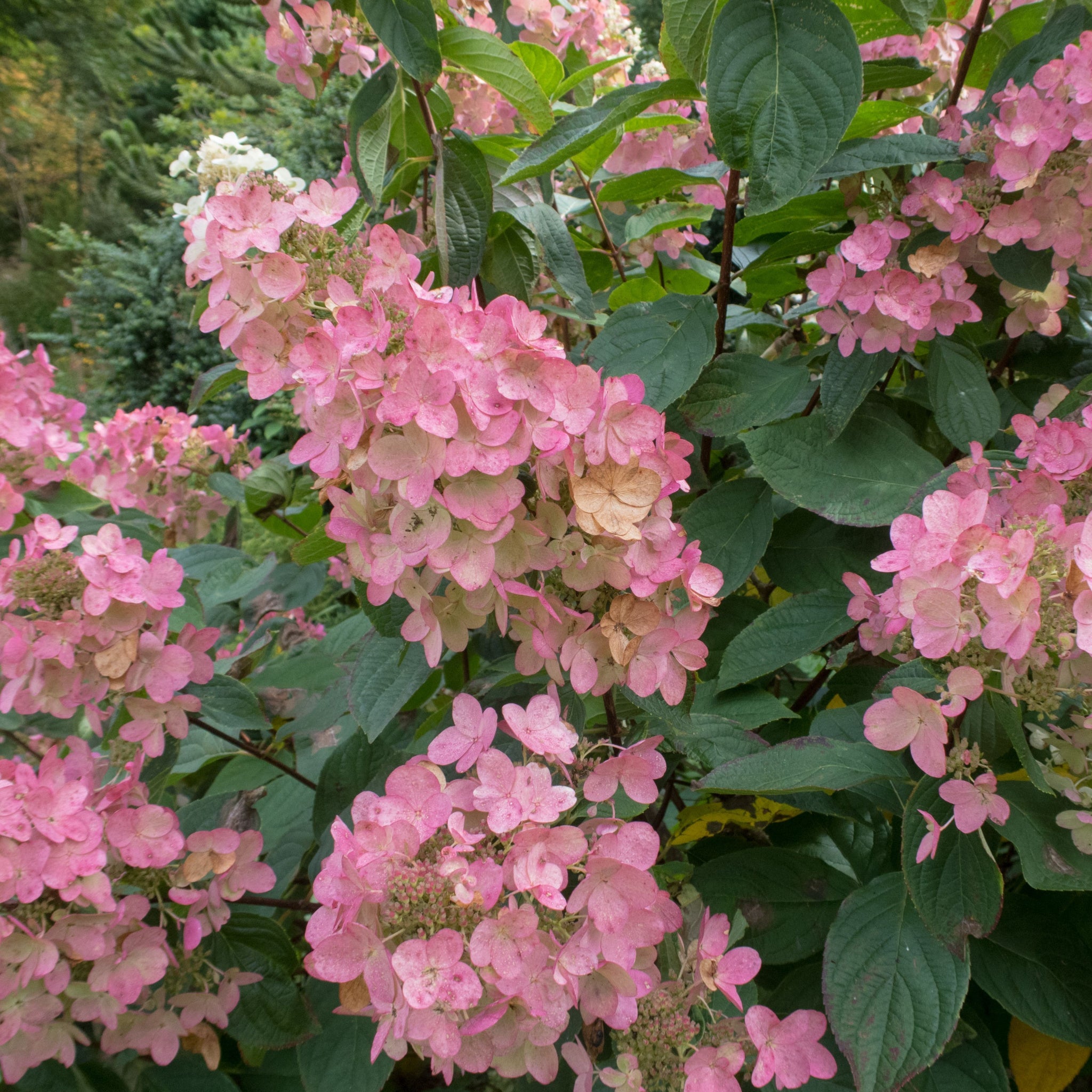 Hydrangea paniculata 'Pink Diamonds' 1/2L