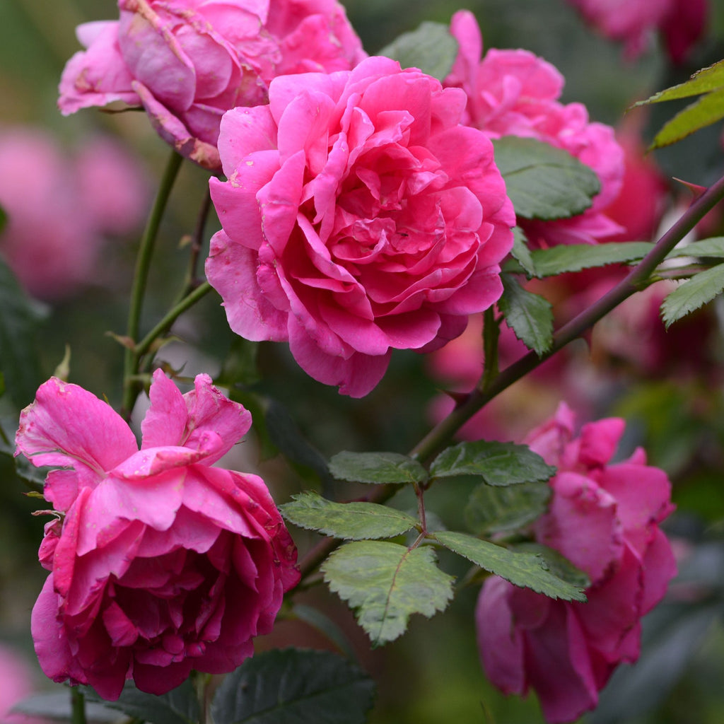 Pink Perpetue | Climbing Rose | 4L Potted Rose (PRE ORDER DECEMBER '25)