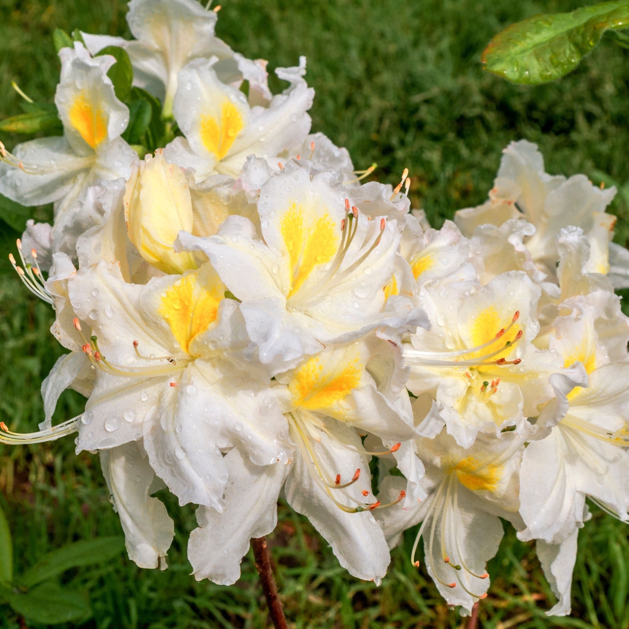 Azalea knaphill 'White Throat' 5L (80-90cm inc. pot)