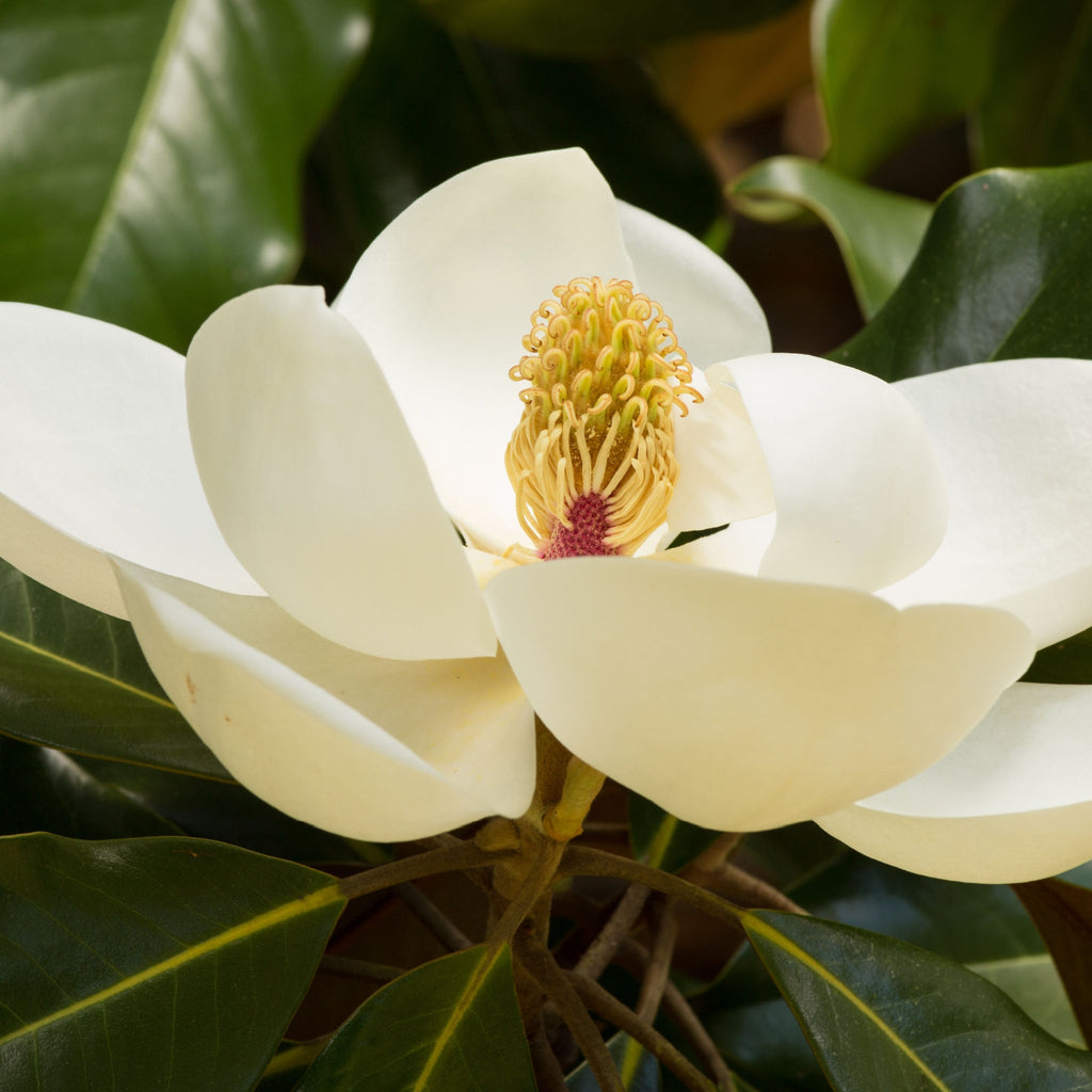 Evergreen Magnolia | Fairy Magnolia ‘Honey Velvet’ | 60-70cm