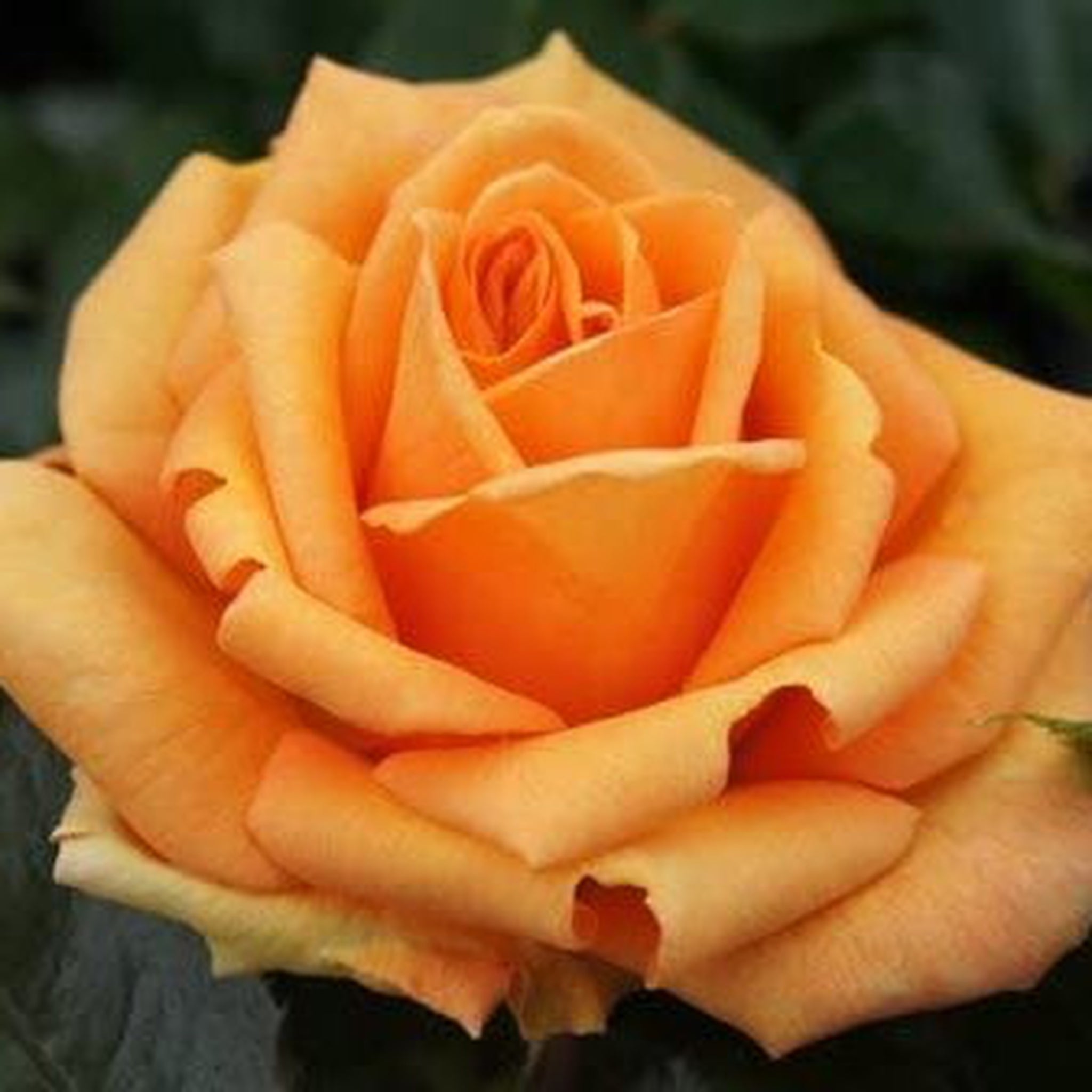 Simply The Best Rose | Hybrid Tea Rose | 4L Potted Rose (PRE ORDER DECEMBER '25)