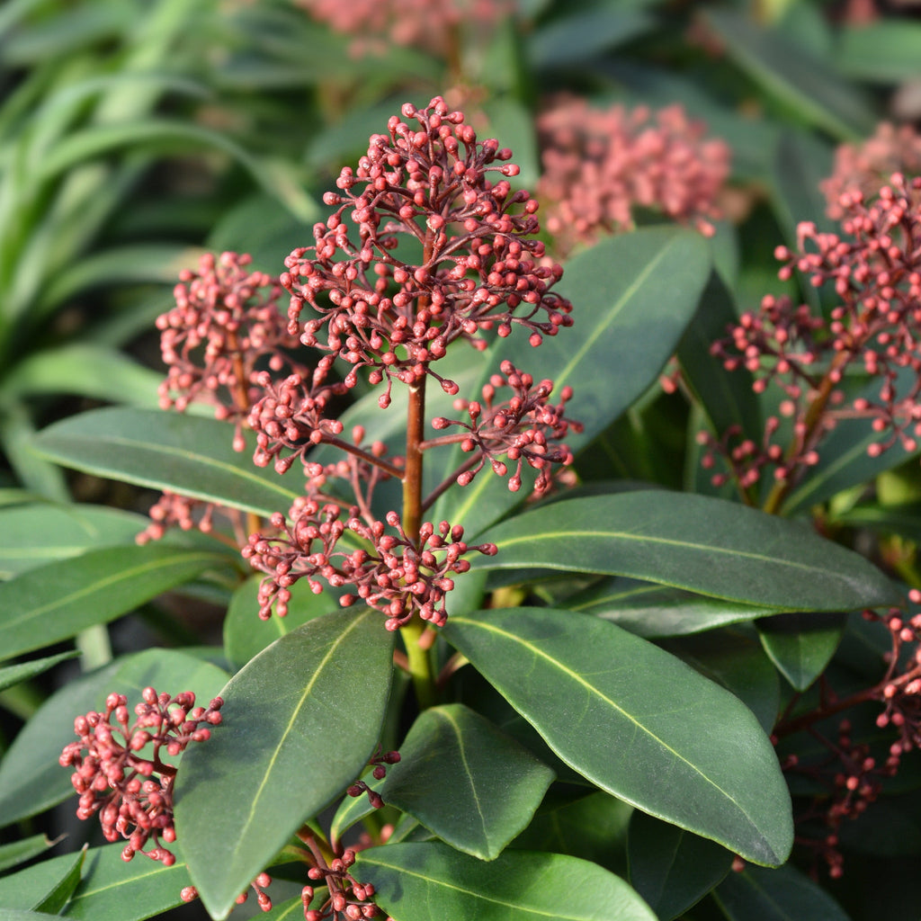 Skimmia japonica Rubella (Including Gift Wrap)