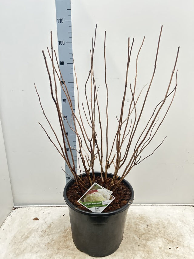 Hydrangea arborescens 'Incrediball' / 'Strong Annabelle' 3L / 5L / 7.5L / 10L / 20L