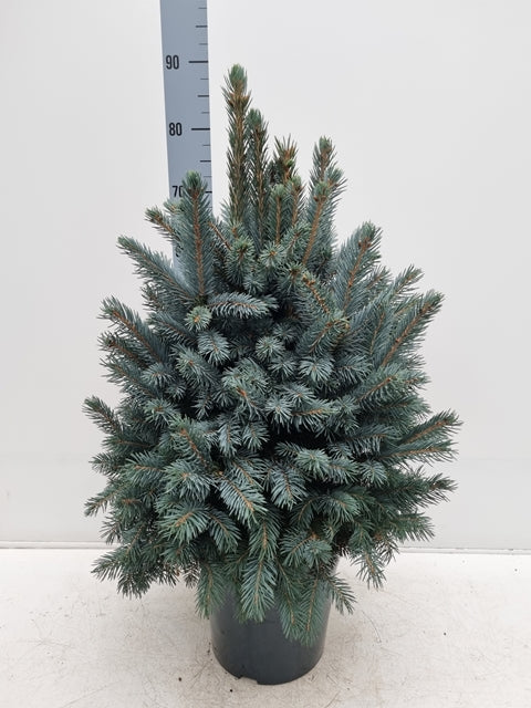 Potted Real Christmas Tree | Picea pungens Super Blue | 70-80cm