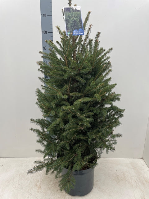 Potted Real Christmas Tree | Picea pungens Super Green | 100-120cm