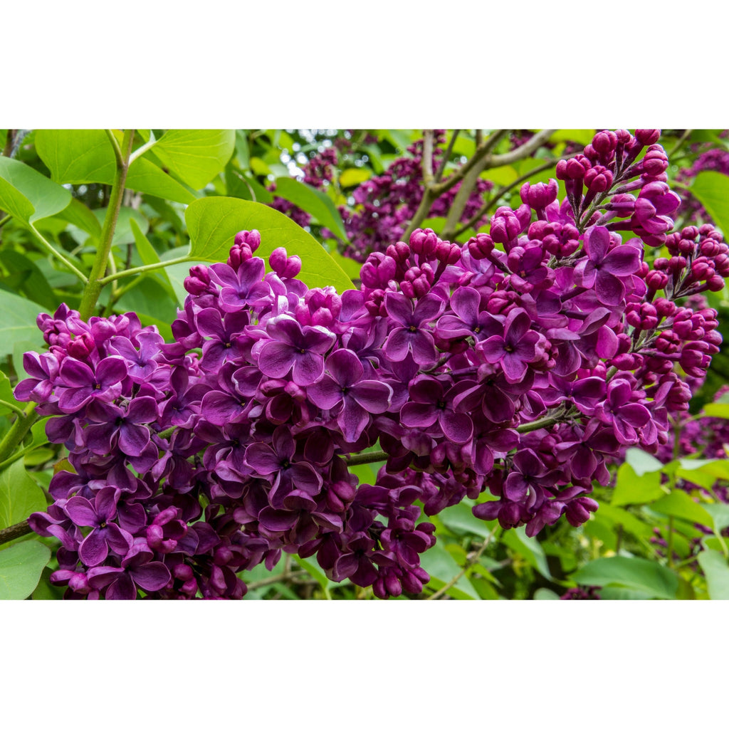 Syringa vulgaris 'Charles Joly' (Lilac) 2L