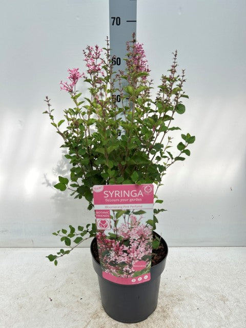 Syringa Meyeri Pink Perfume 3L