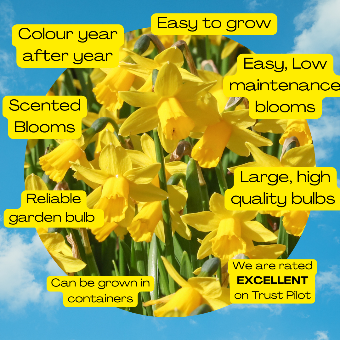 18 Tete a Tete Daffodil bulbs