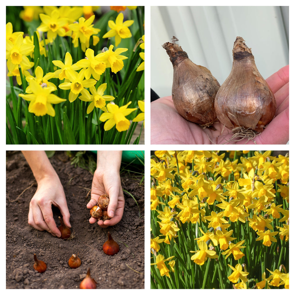 18 Tete a Tete Daffodil bulbs