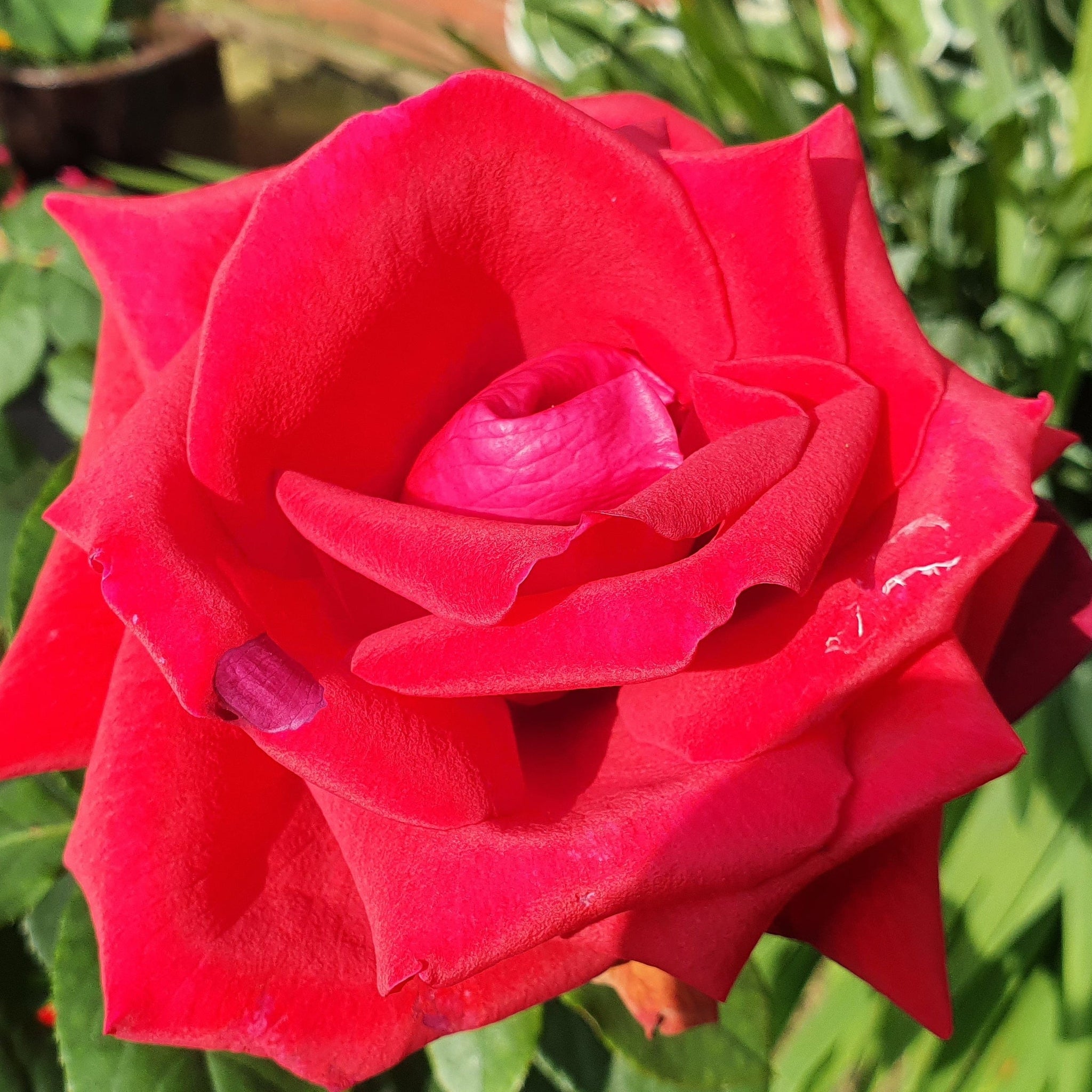 Thinking of You Rose | Hybrid Tea Rose | 4L Potted Rose (PRE ORDER DECEMBER '25)