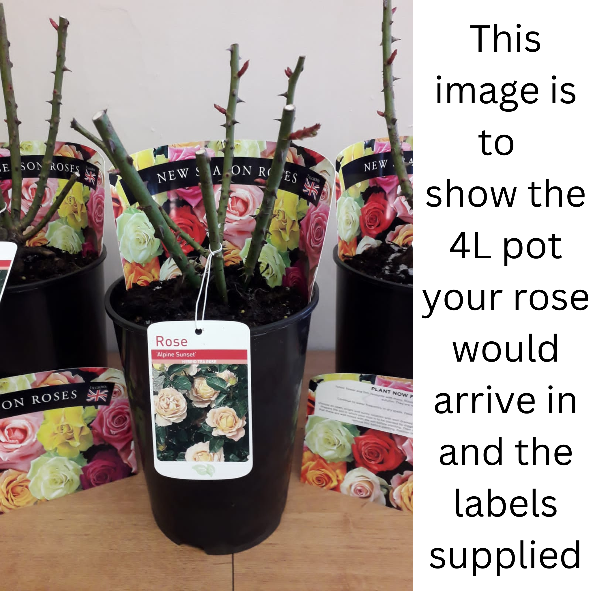 A Whiter Shade of Pale | Hybrid Tea Rose | 4L Potted Rose (PRE ORDER DECEMBER '25)