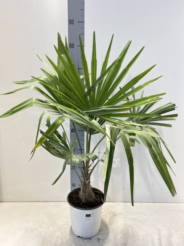 Trachycarpus Fortunei 3L / 7L / 12L