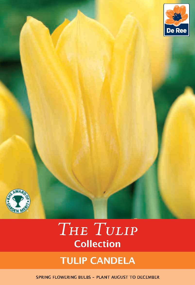 Tulip 'Candela' (4 Bulbs)