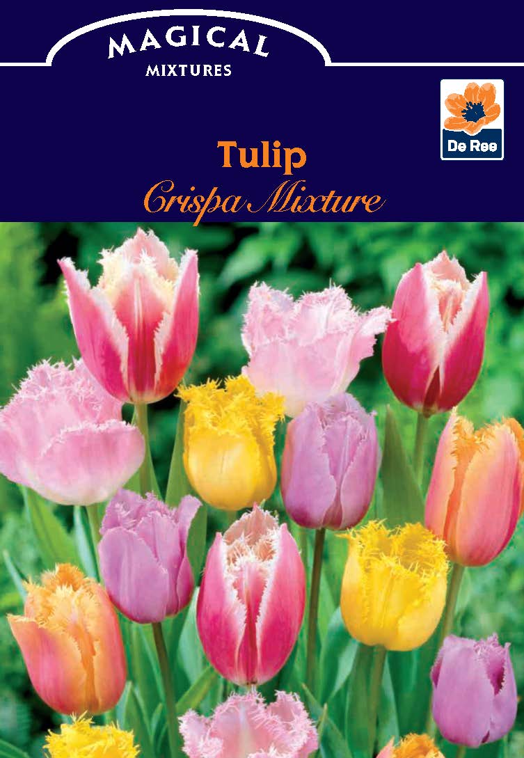 Tulip Crispa Mixture (5 Bulbs)