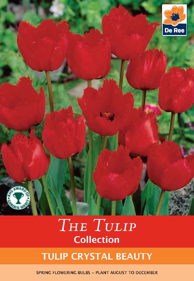 Tulip 'Crystal Beauty' (4 Bulbs)