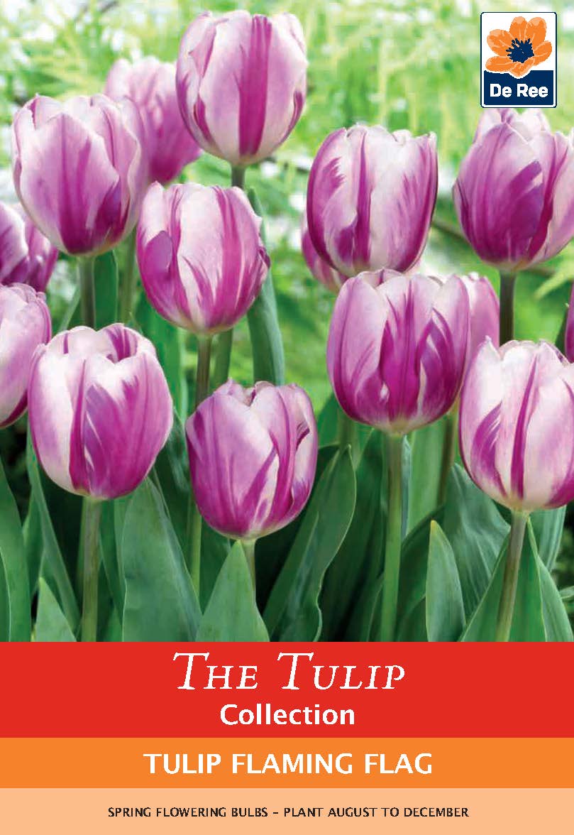 Tulip 'Flaming Flag' (4 Bulbs)