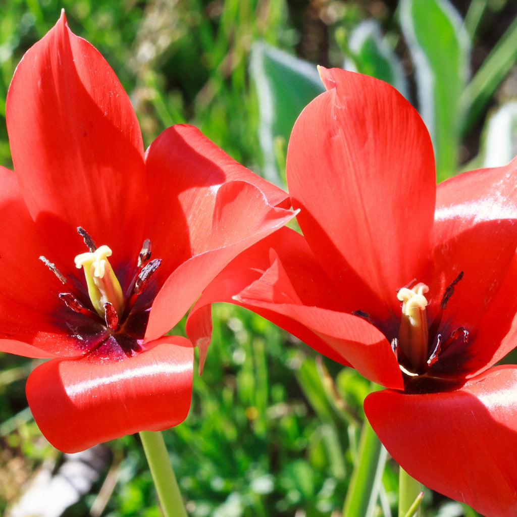 Tulip 'Linifolia' (10 Bulbs)
