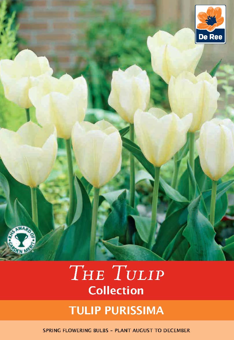 Tulip 'Purissima' (4 Bulbs)