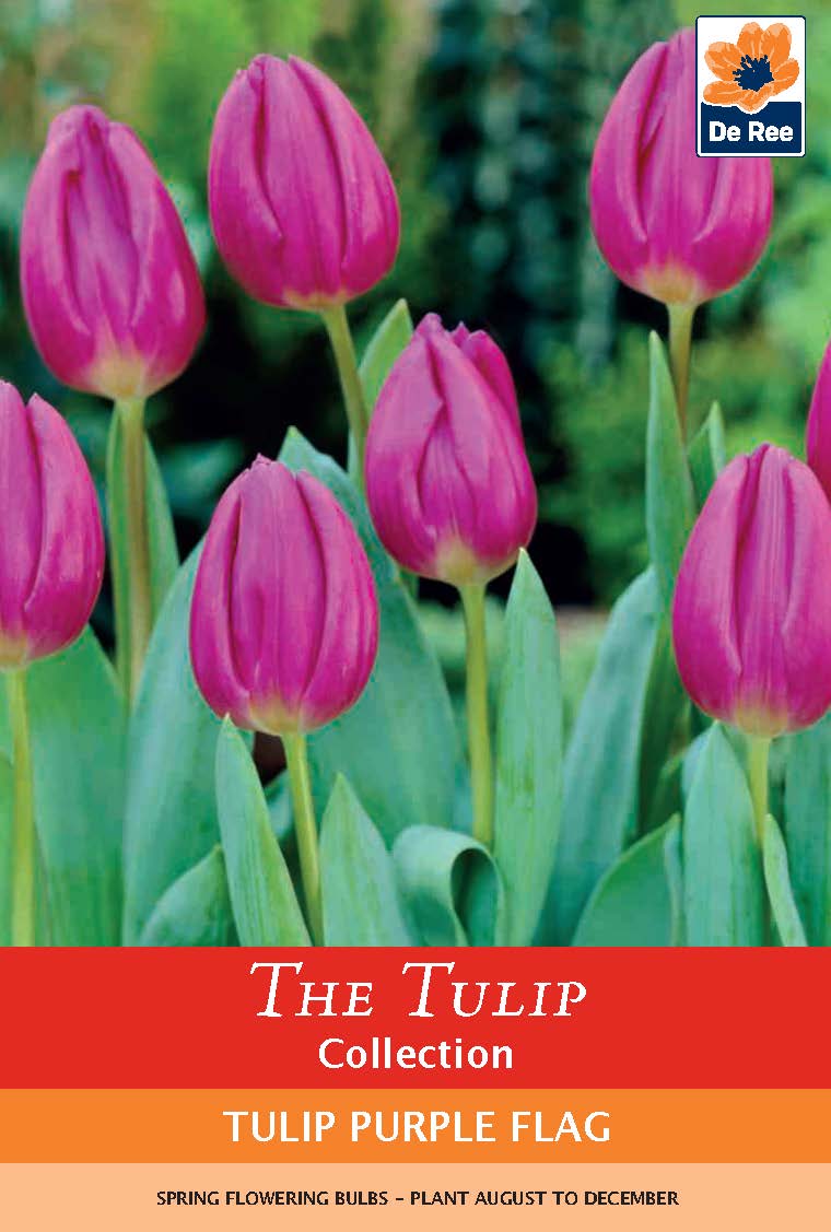 Tulip 'Purple Flag' (4 Bulbs)