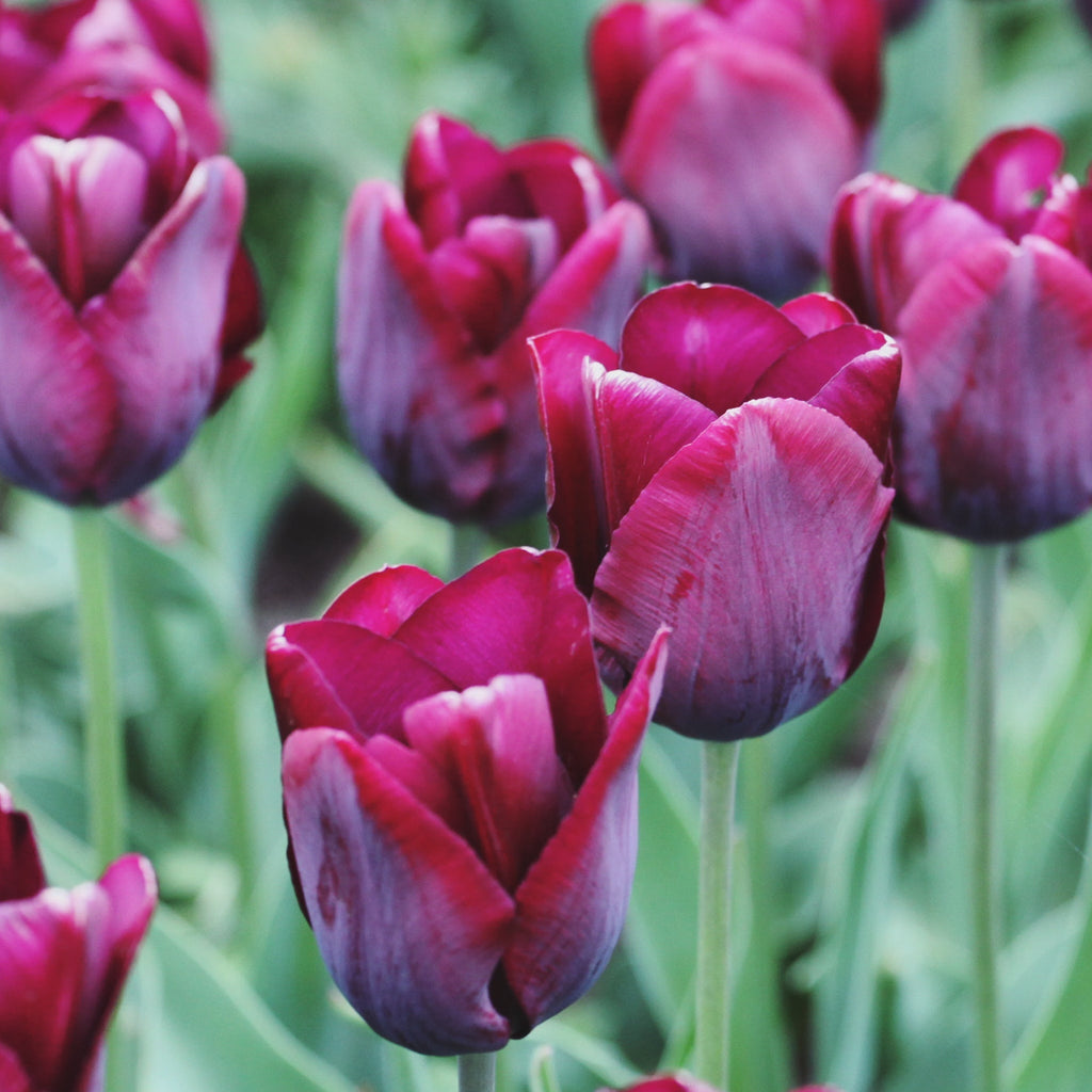 Tulip 'Ronaldo' (4 Bulbs)