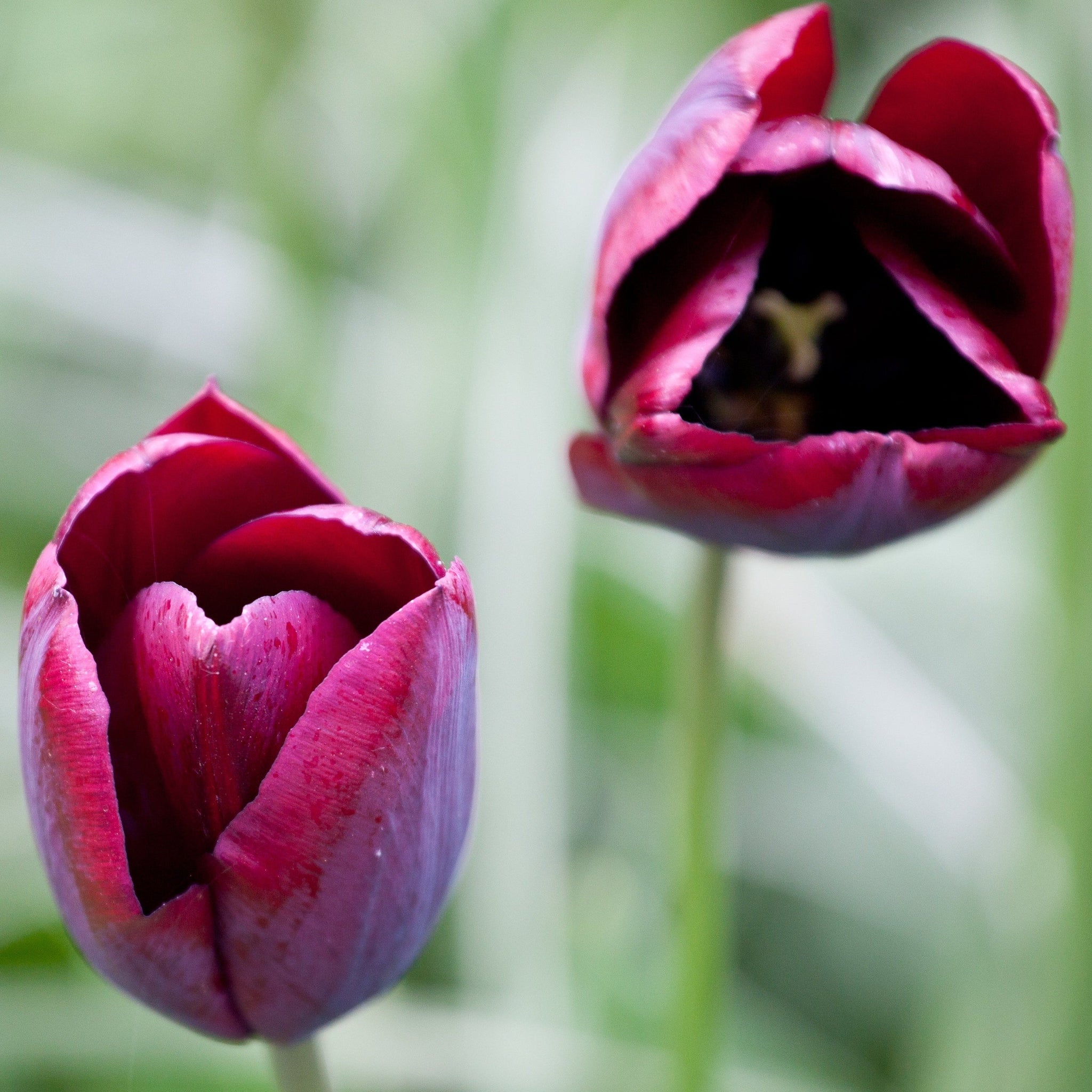 Tulip 'Ronaldo' (4 Bulbs)