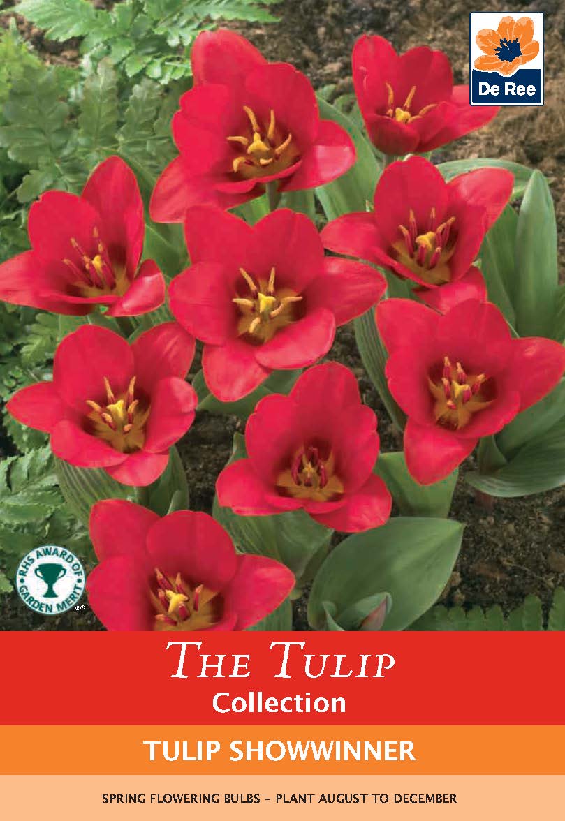Tulip 'Showwinner' (5 Bulbs)