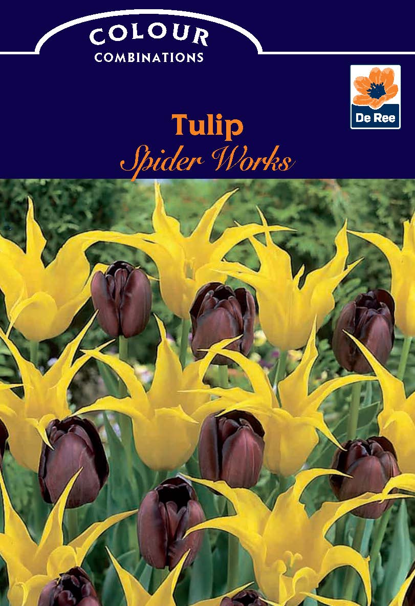 Tulip Spider Works (6 Bulbs)