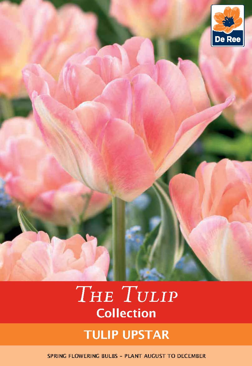 Tulip 'Upstar' (4 Bulbs)