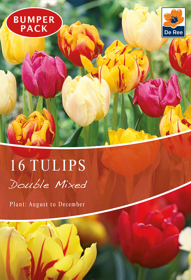 Tulip Double Mixed (12 Bulbs)