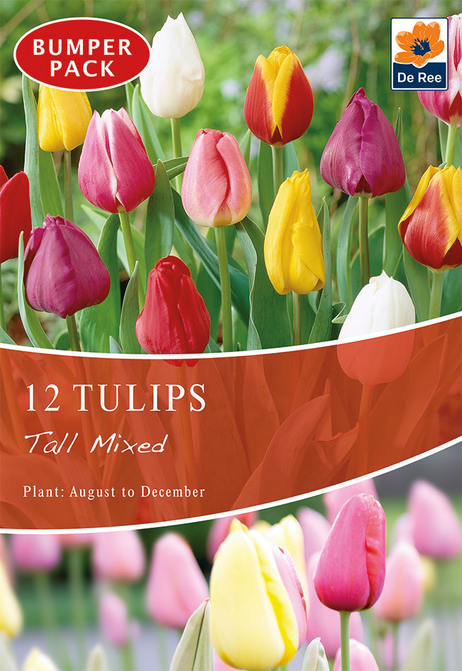 Tulips Tall Mixed (16 Bulbs)