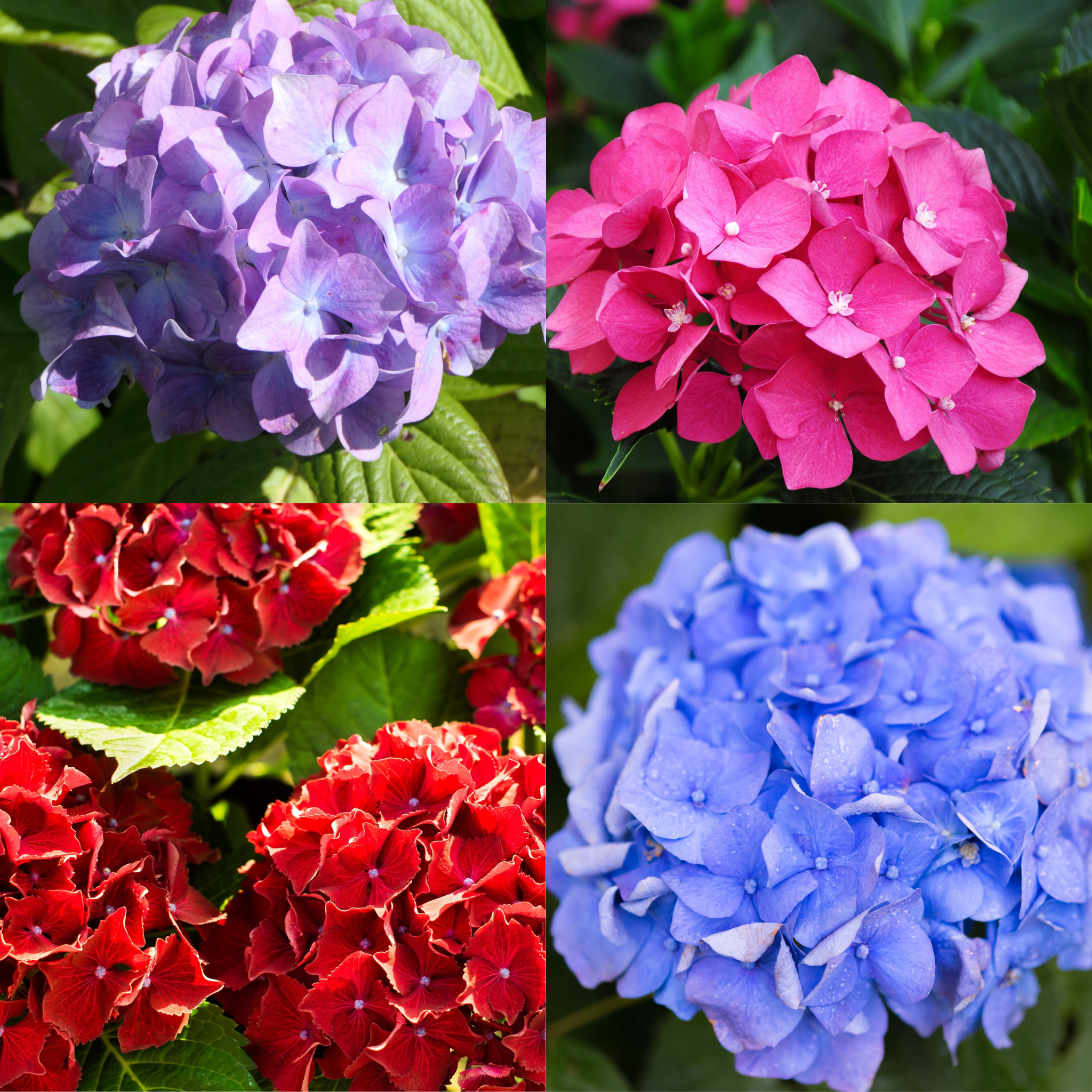 Mix of 4 Dwarf Hydrangea | Hydrangea macrophylla 'Little Mix' 2L