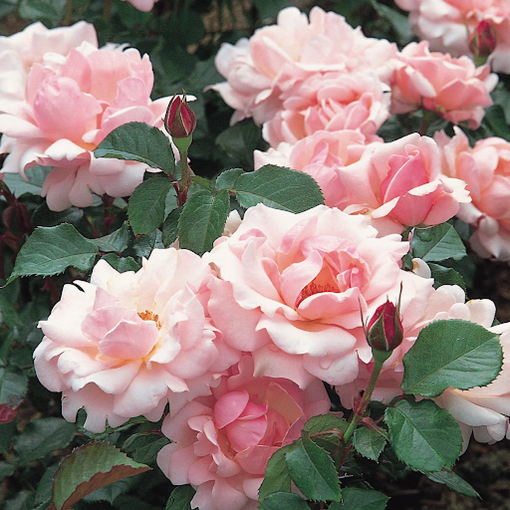 Valentine Heart Floribunda Rose 4L (PRE ORDER DECEMBER '25)