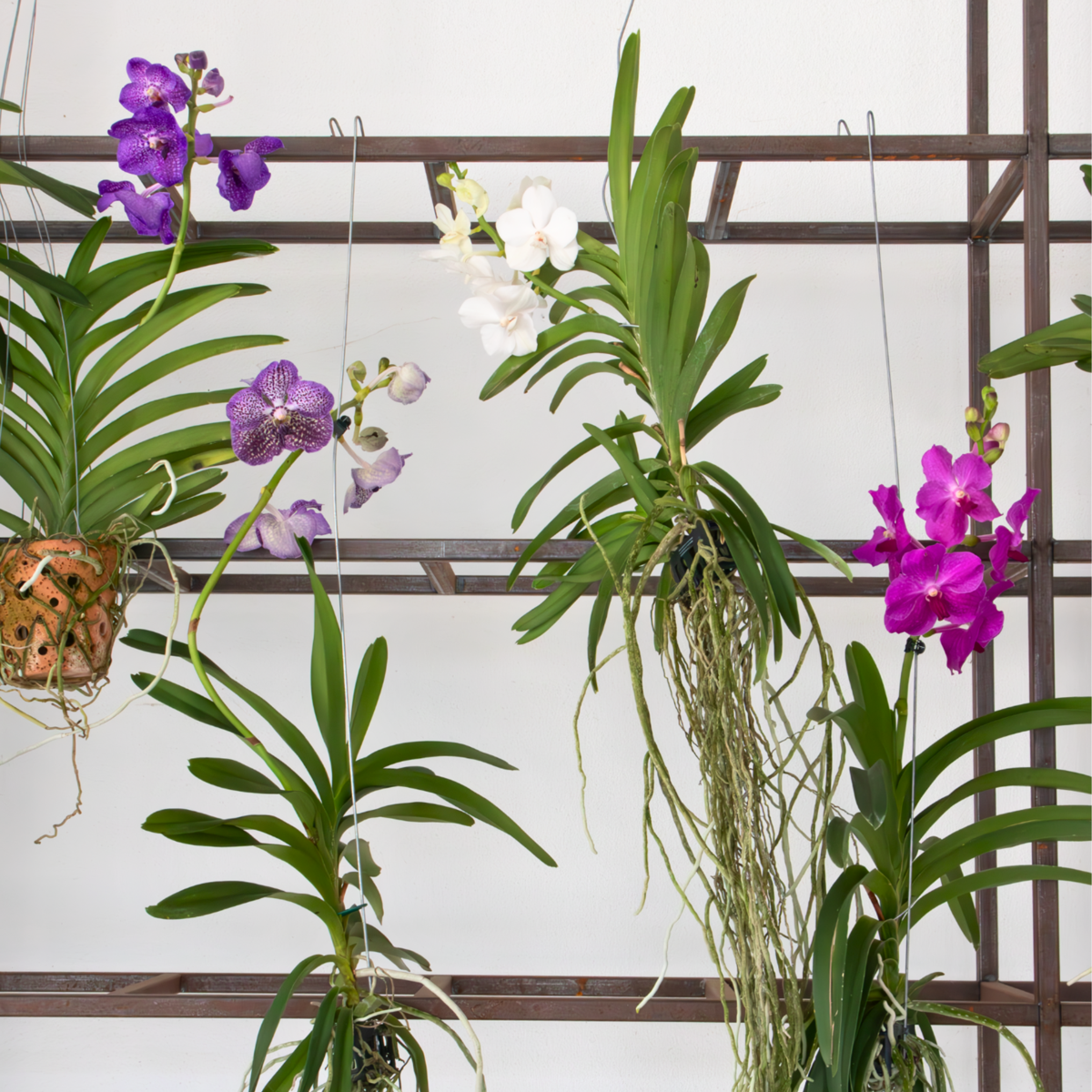 Vanda Orchid - Vanda 'New Blue' - Height 55-65cm